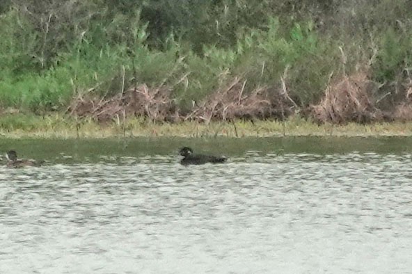 Surf Scoter - ML616988257
