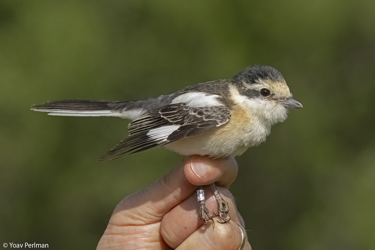 Masked Shrike - ML616988262