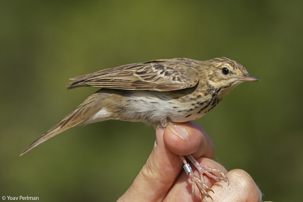 Tree Pipit - ML616988274