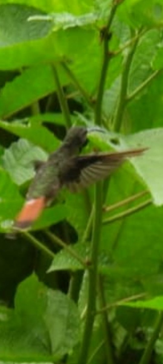 Rufous-breasted Hermit - Luis Miguel Murcia Betancourt