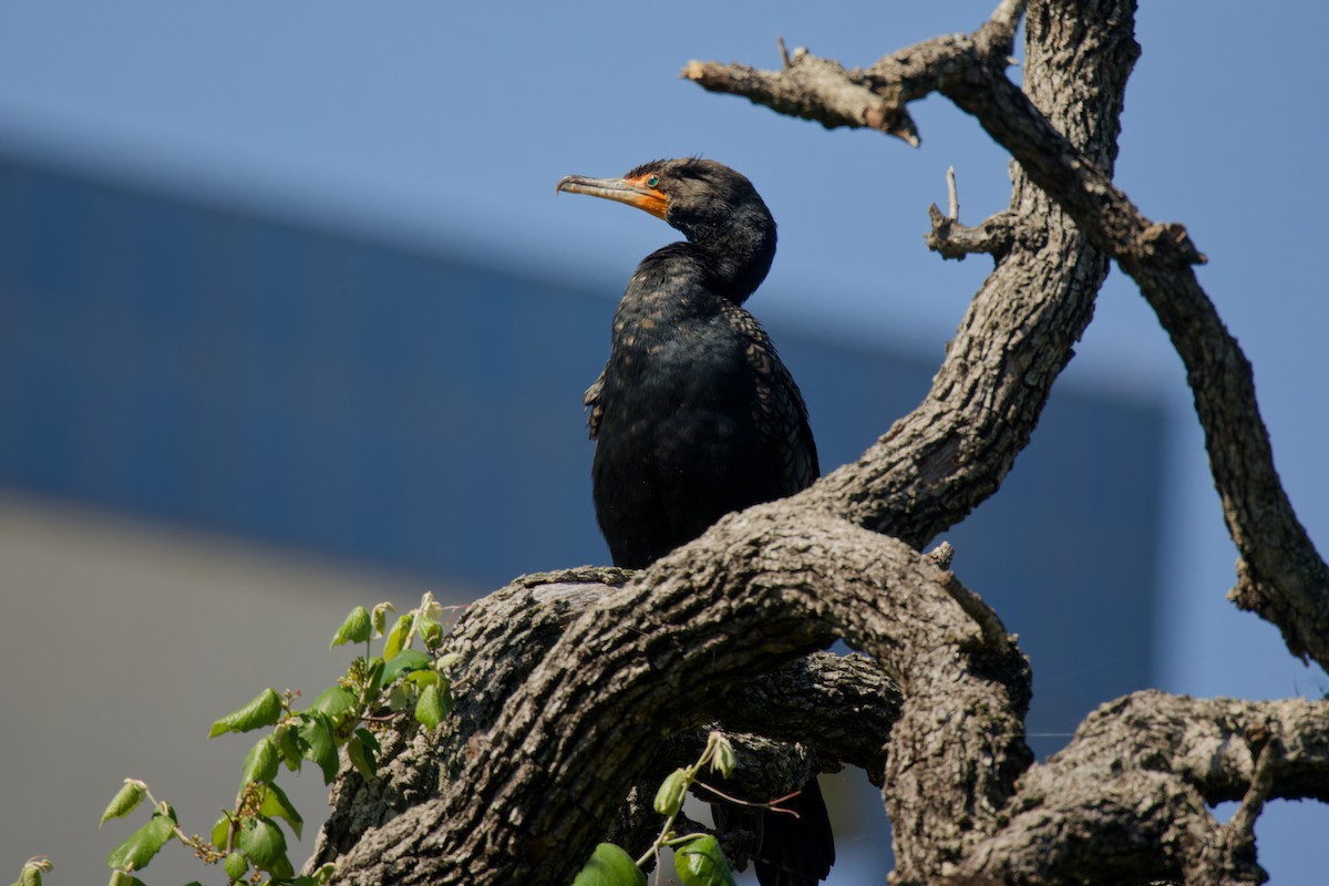 Double-crested Cormorant - ML616988353