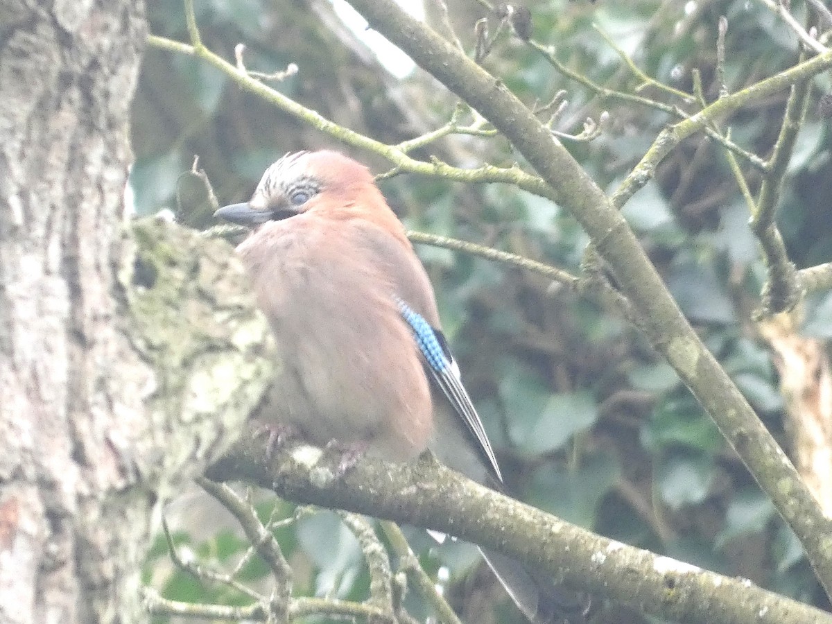 Eurasian Jay (Eurasian) - ML616988368