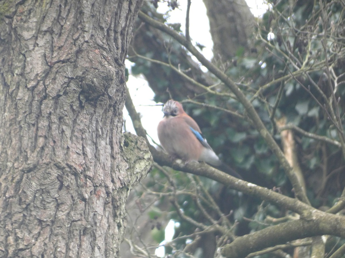 Eurasian Jay (Eurasian) - ML616988370