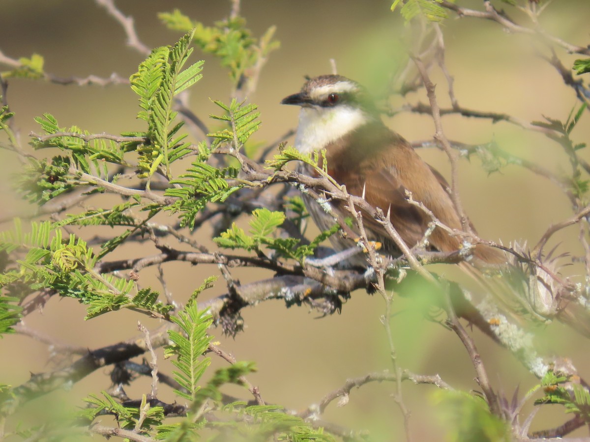 Great Spinetail - ML616988371