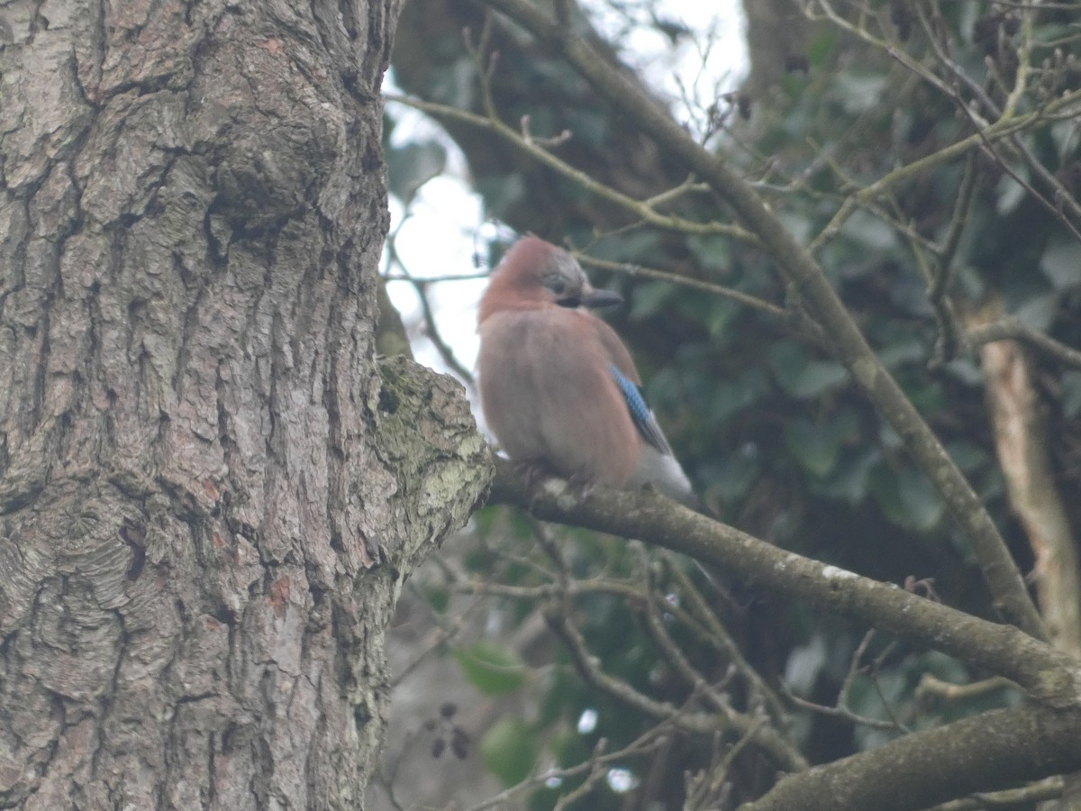 Eurasian Jay (Eurasian) - ML616988372