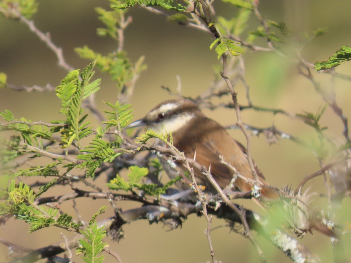 Great Spinetail - ML616988378