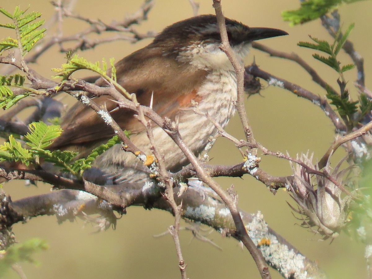 Great Spinetail - ML616988387