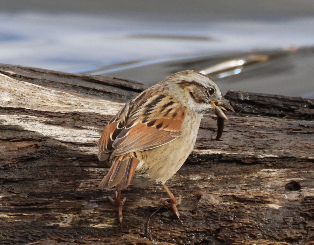 Swamp Sparrow - Kathryn Mattingly