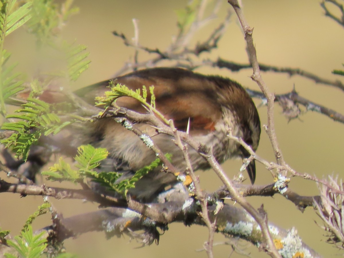 Great Spinetail - ML616988393
