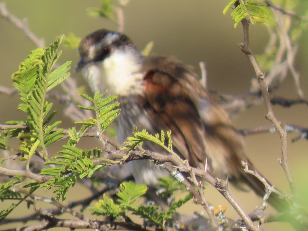 Great Spinetail - ML616988409