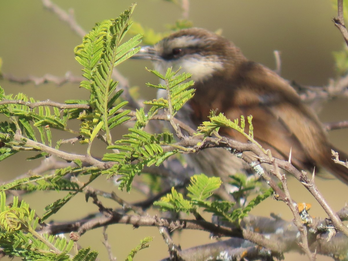 Great Spinetail - ML616988420