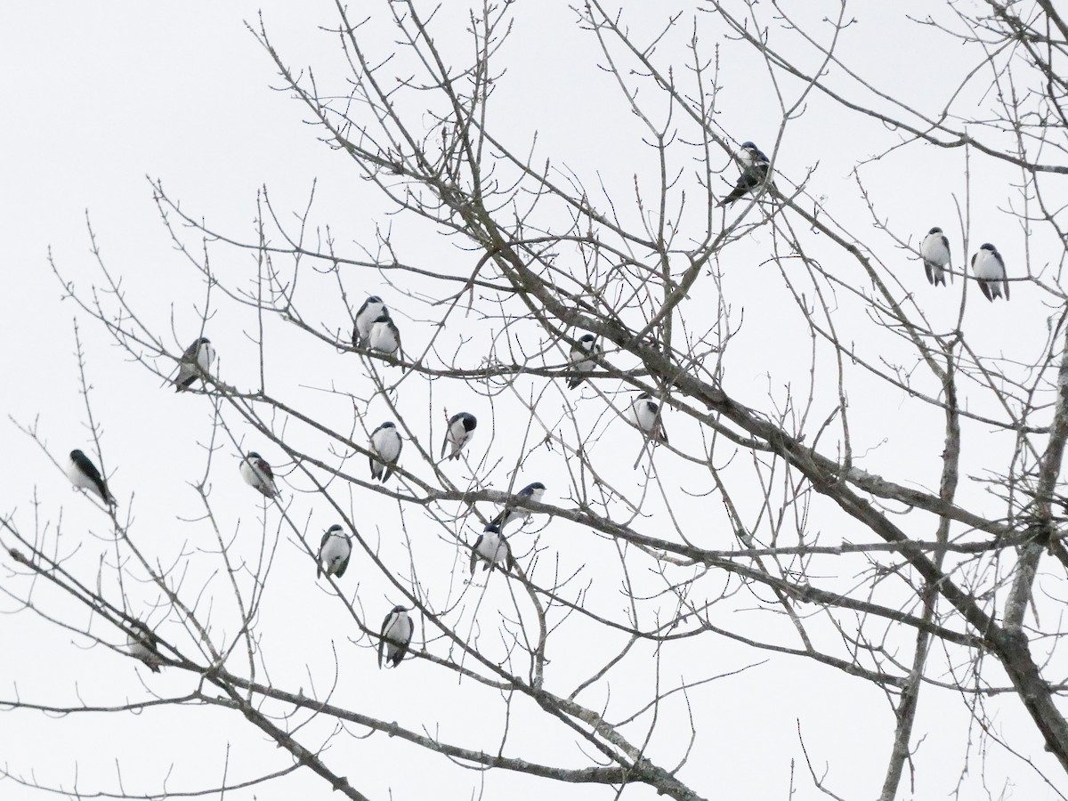 Tree Swallow - Larry Morin