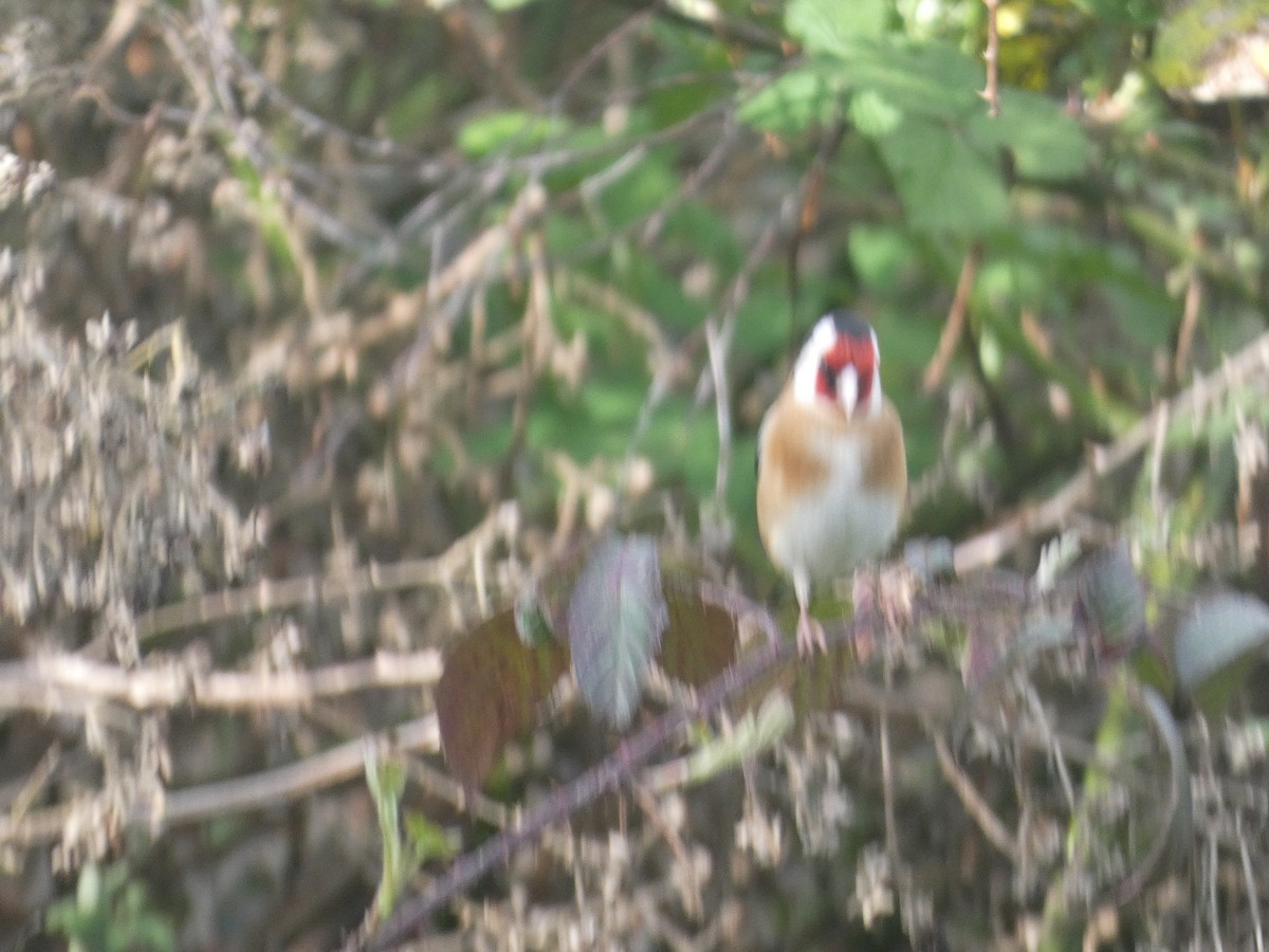 European Goldfinch (European) - Mike Tuer