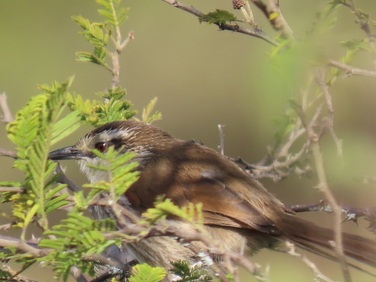 Great Spinetail - ML616988434