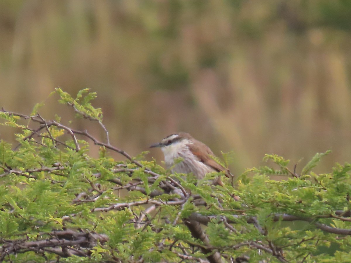 Great Spinetail - ML616988442
