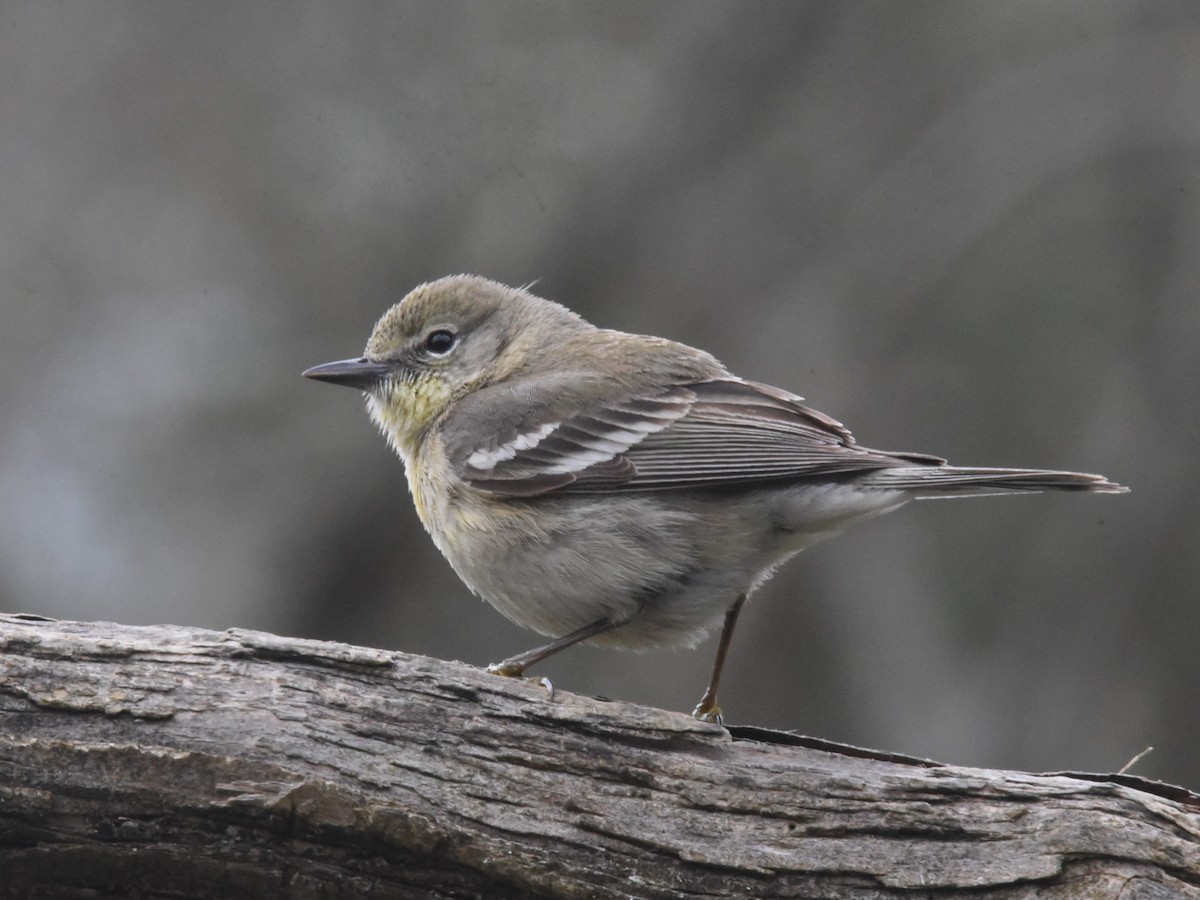 Pine Warbler - Bob & Sharon Edelen