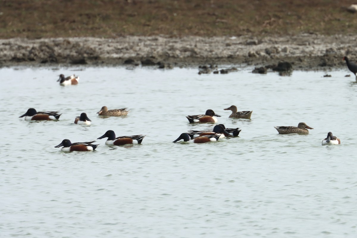 Northern Shoveler - ML616988482