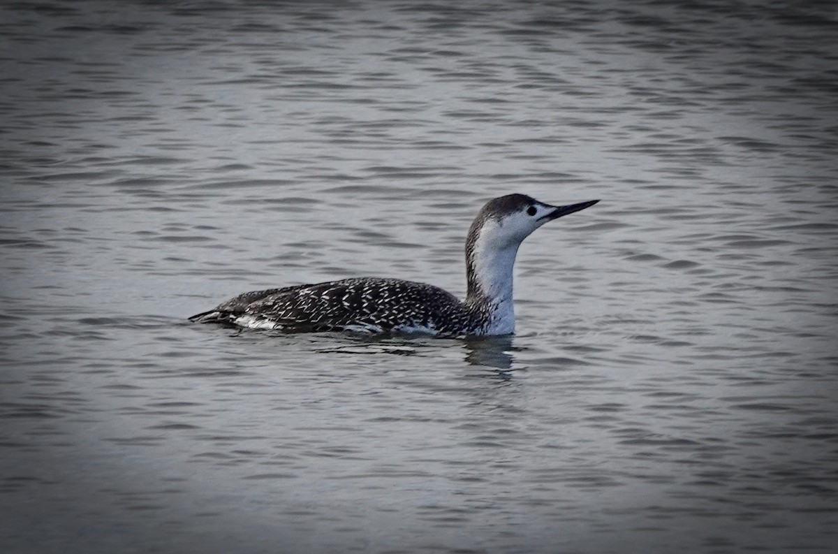 Red-throated Loon - ML616988564