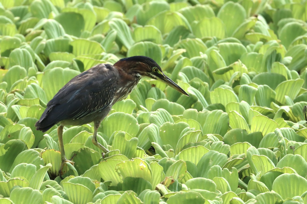 Green Heron - ML616988587