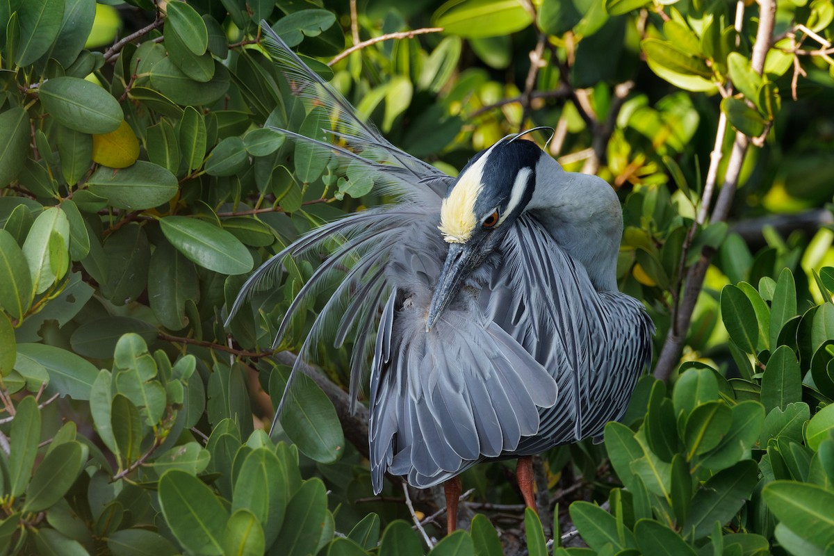 Yellow-crowned Night Heron - ML616988604