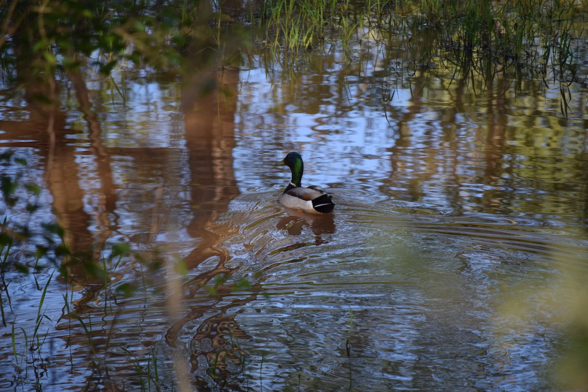 Canard colvert - ML616988608