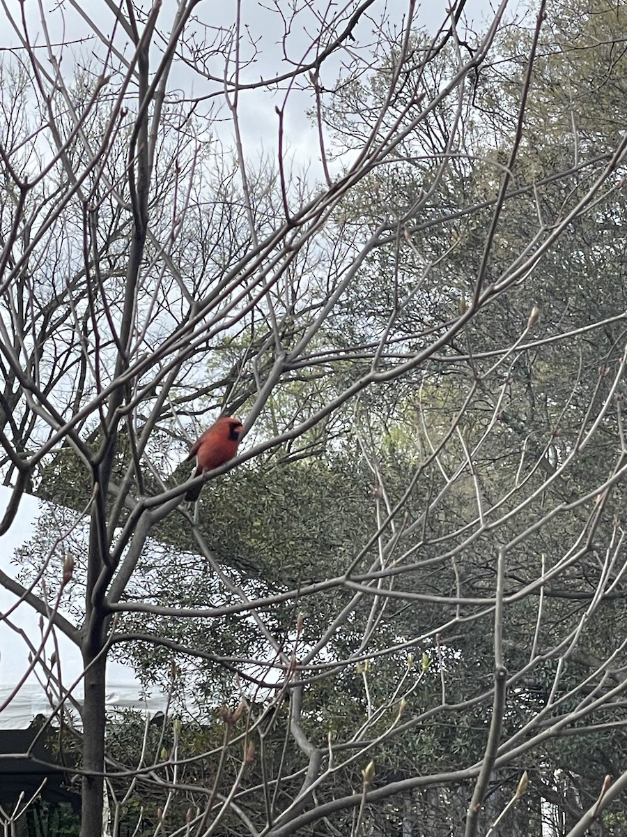 Northern Cardinal - ML616988612