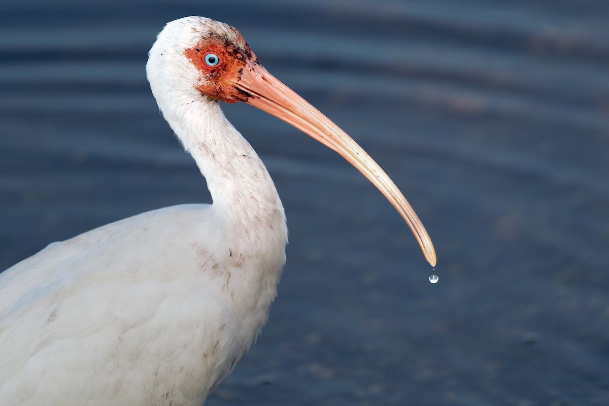 White Ibis - ML616988620