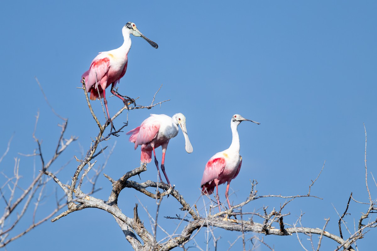 Roseate Spoonbill - ML616988628