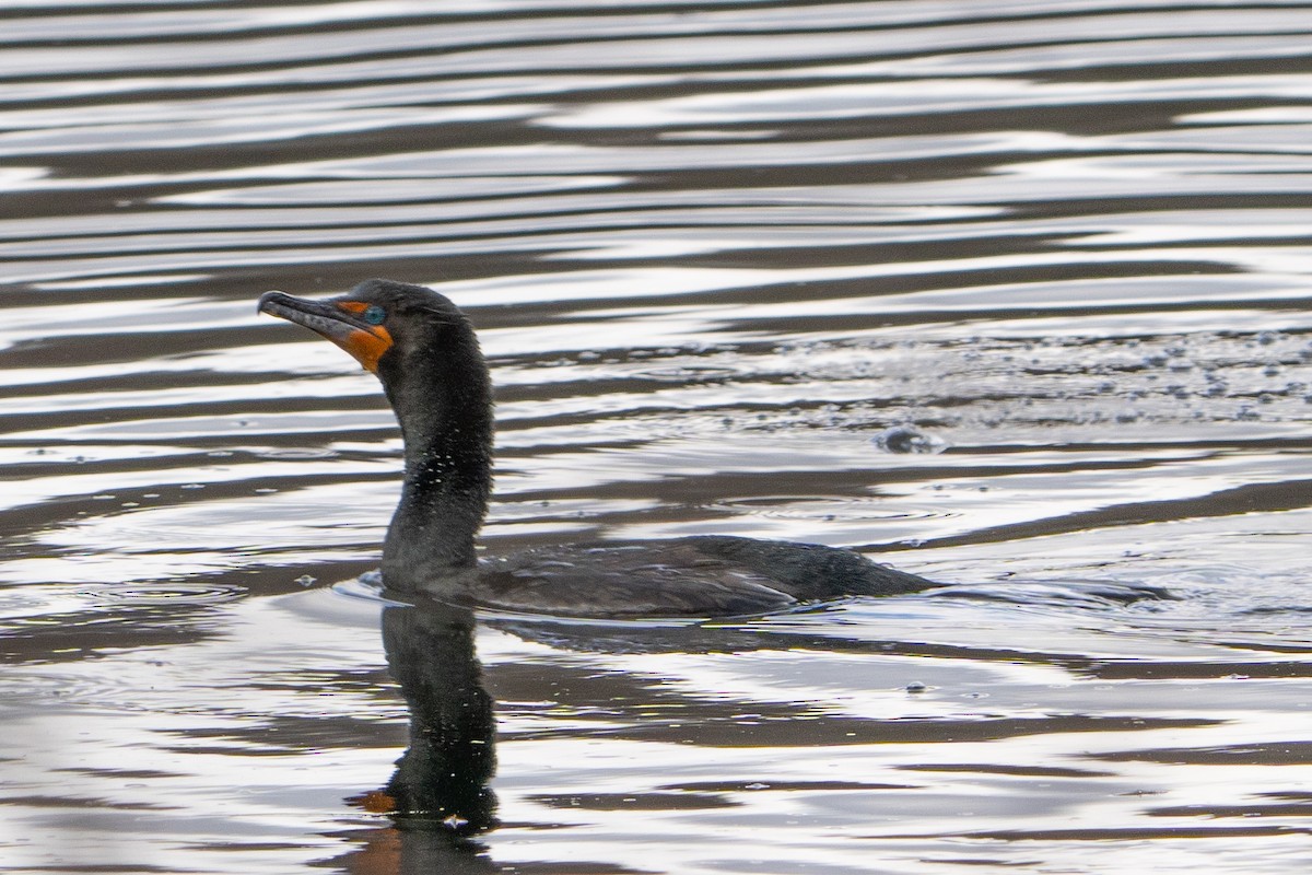 Double-crested Cormorant - Keith Lea