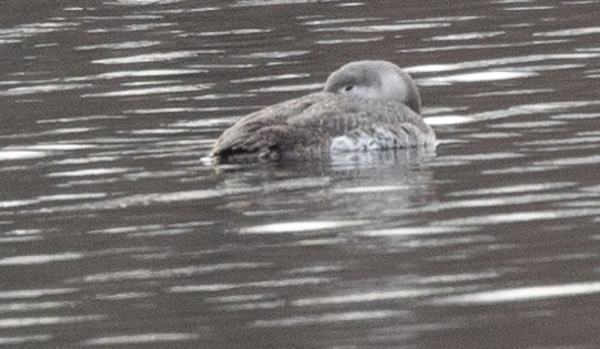 Red-throated Loon - ML616988681