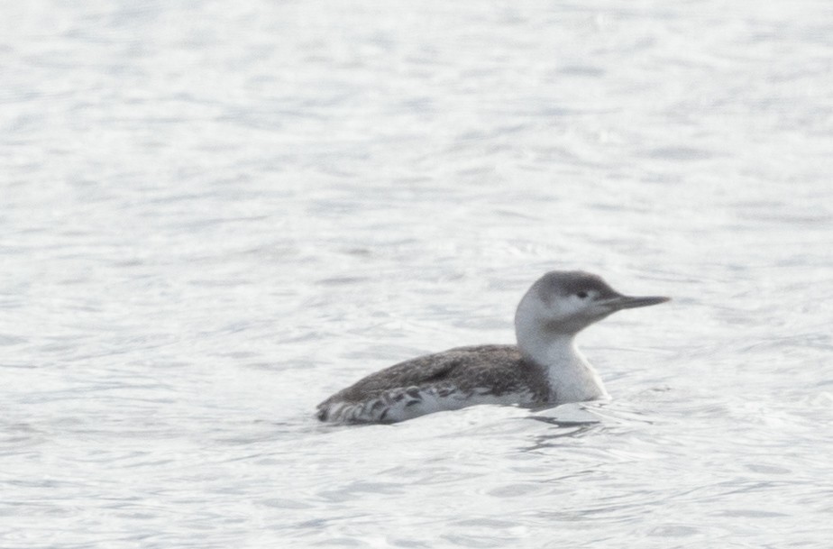 Red-throated Loon - ML616988682