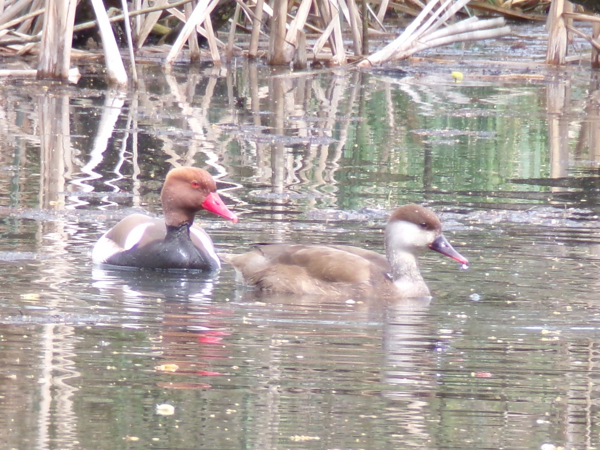 Red-crested Pochard - ML616988707