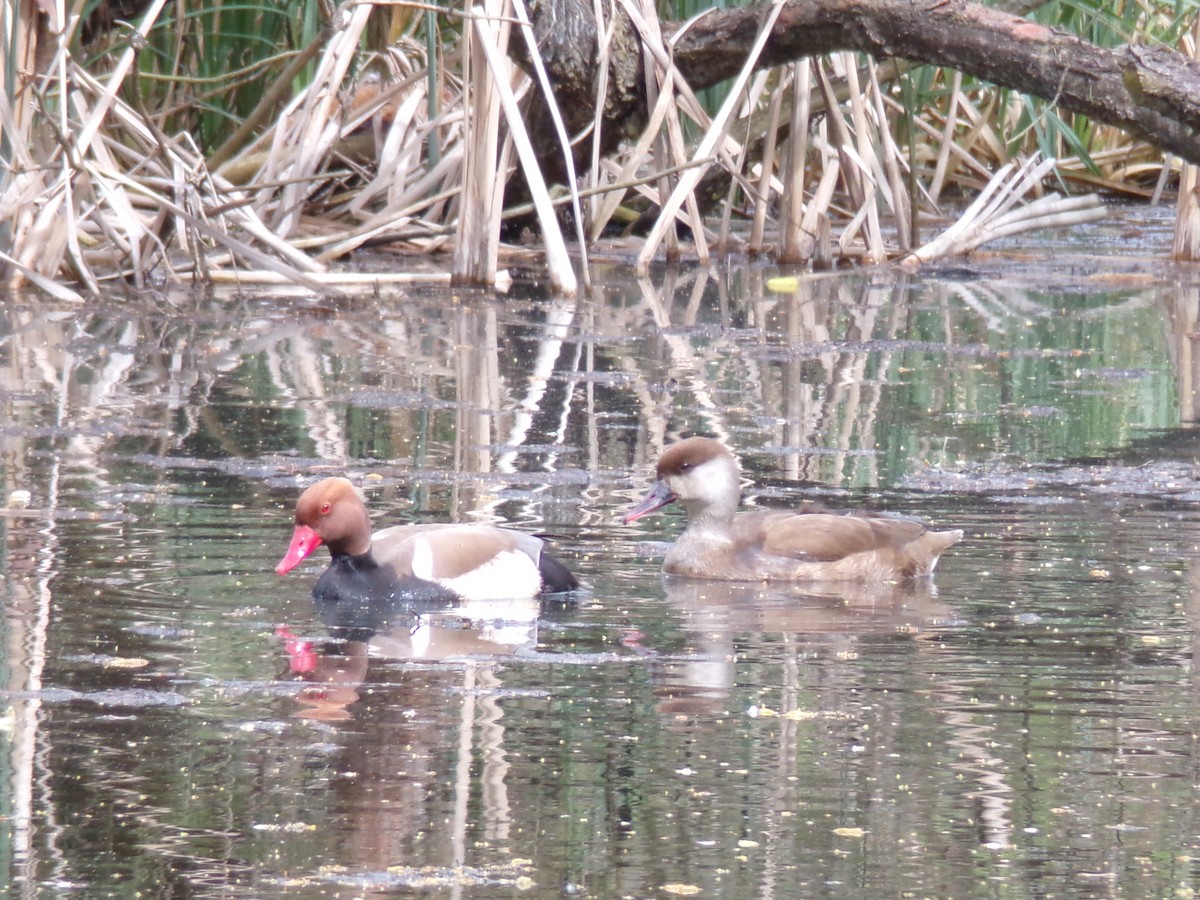 Red-crested Pochard - ML616988708