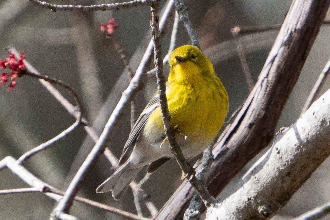 Pine Warbler - ML616988725