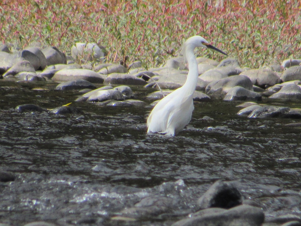 Snowy Egret - ML616988730