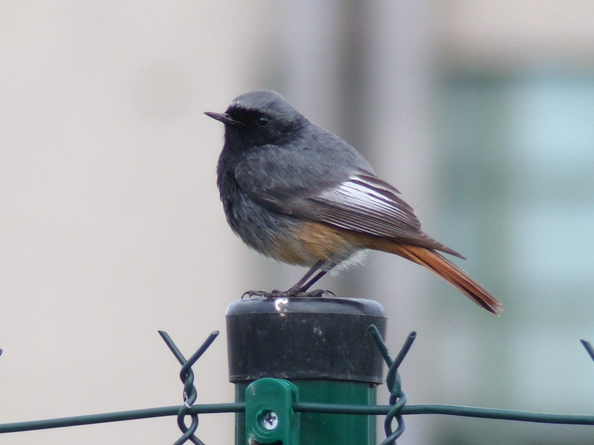 Black Redstart - Vojtěch Zmeškal