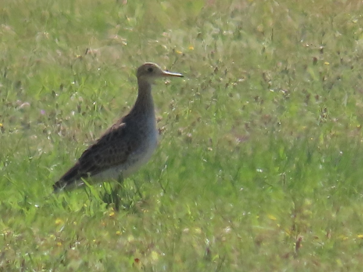 Upland Sandpiper - ML616988818