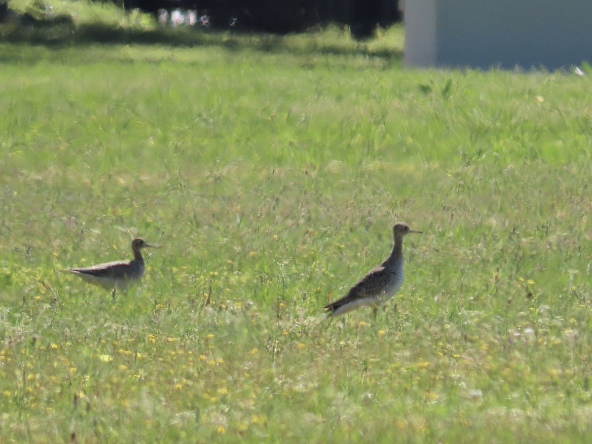 Upland Sandpiper - ML616988819