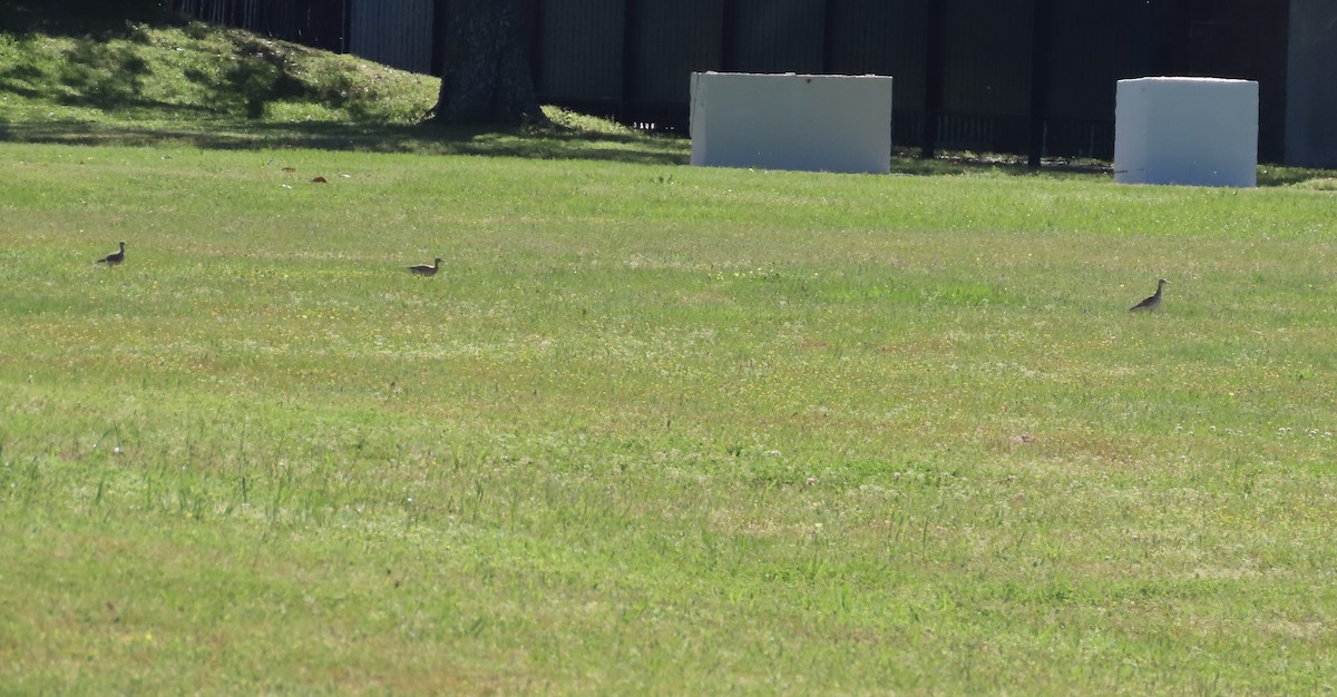 Upland Sandpiper - ML616988820