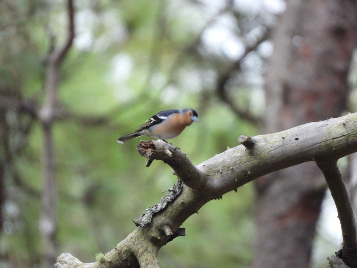 Canary Islands Chaffinch (Canary Is.) - ML616988841