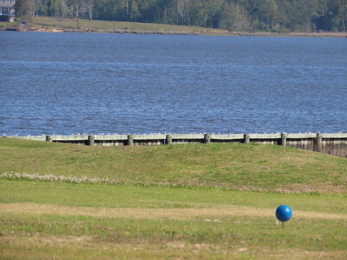 Least Tern - ML616988847