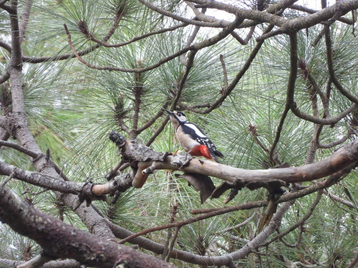 Great Spotted Woodpecker (Canarian) - ML616988867