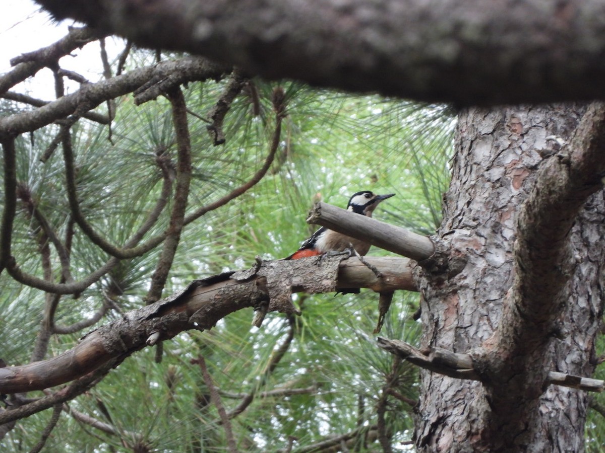 Great Spotted Woodpecker (Canarian) - ML616988869