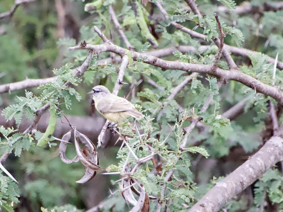 Pájaro Moscón de El Cabo - ML616988911