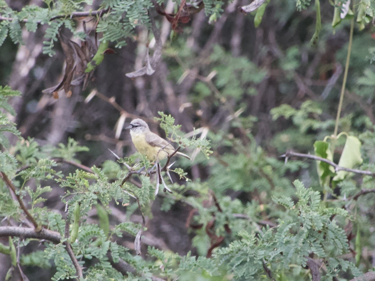 Pájaro Moscón de El Cabo - ML616988912