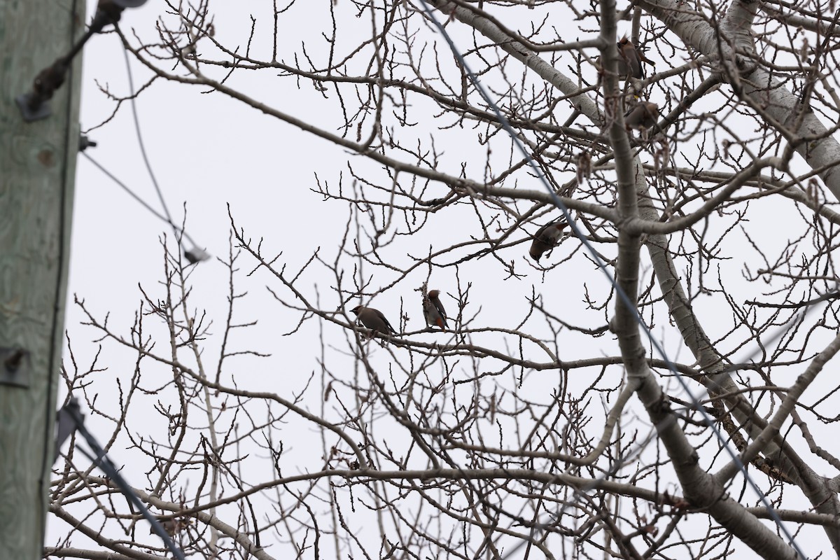 Bohemian Waxwing - ML616988920