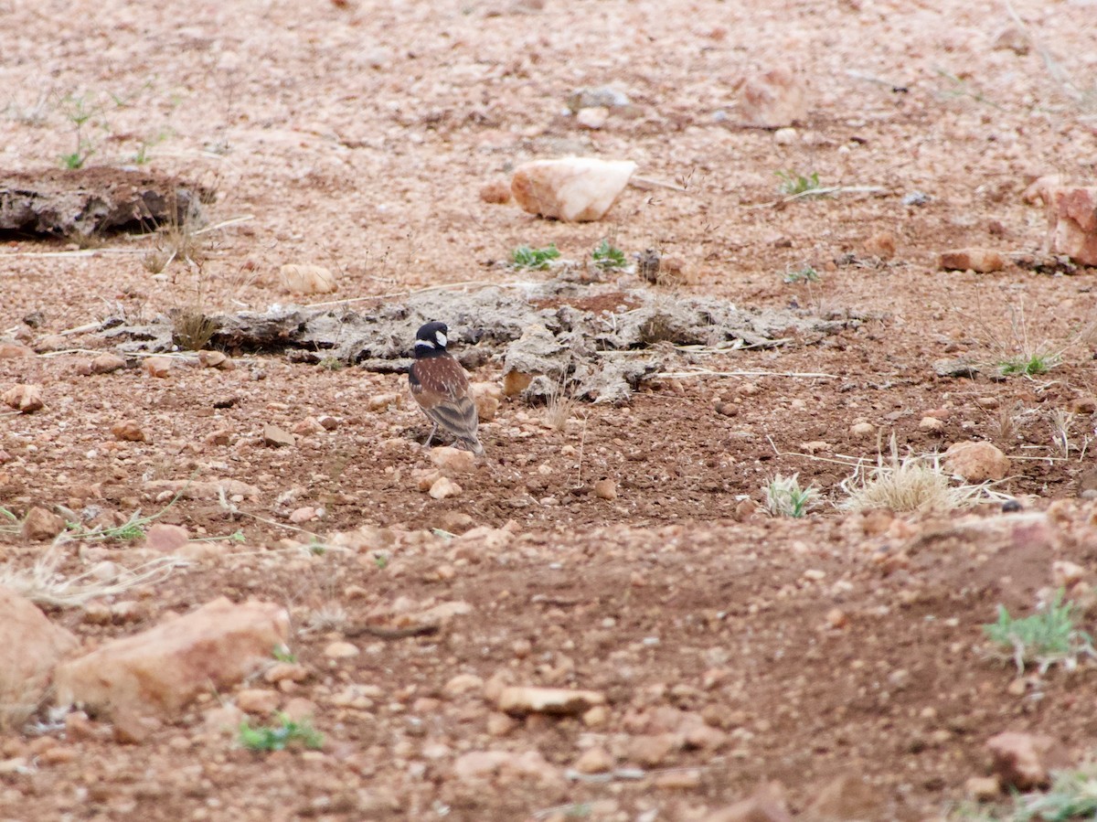 Chestnut-backed Sparrow-Lark - GARY DOUGLAS