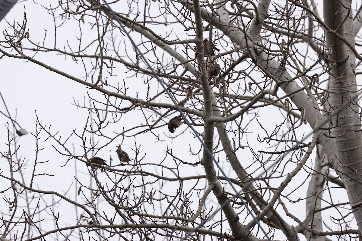 Bohemian Waxwing - ML616988926