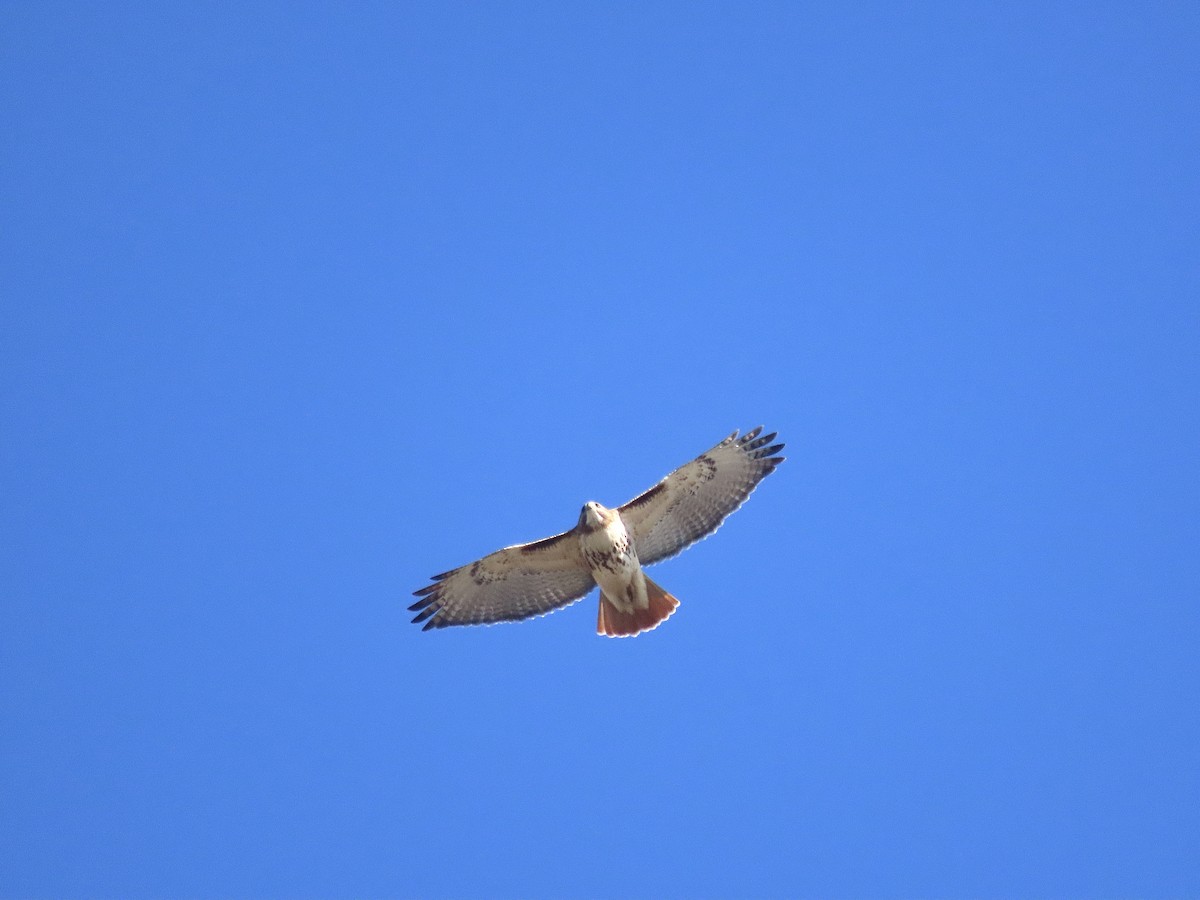 Red-tailed Hawk - ML616988936