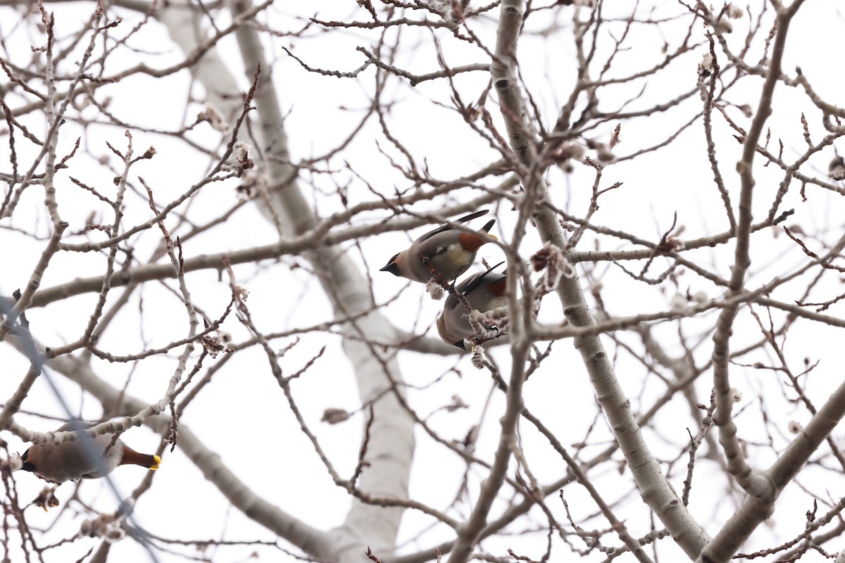 Bohemian Waxwing - ML616988939